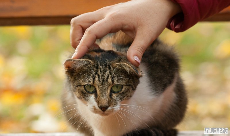 桓宇名字含义,宇字取名牛宝宝名字 - 星座运势