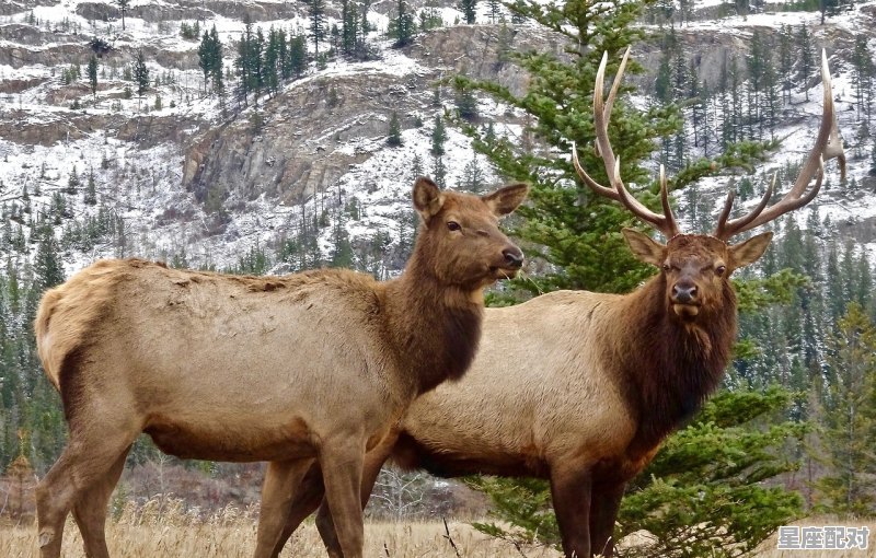 牛马什么星座最配对呢男,牛马什么星座最配对呢男 - 星座运势