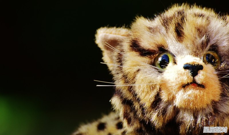 交易猫店铺名称是什么，猫咪玩具 网红店铺名字 - 星座运势