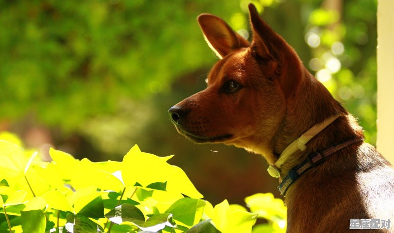 香港澳门有养犬规定吗，香港养狗酒店名字大全集 - 星座运势
