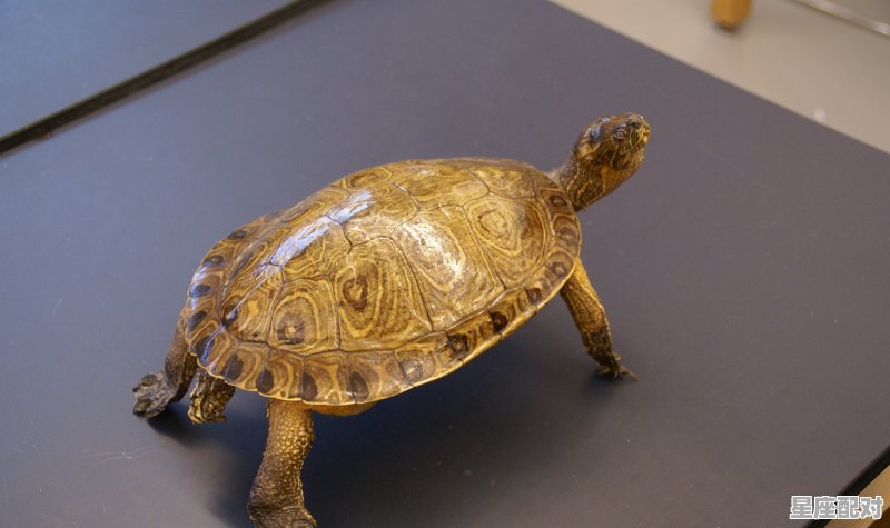 市长什么生肖,市长什么生肖 - 星座运势