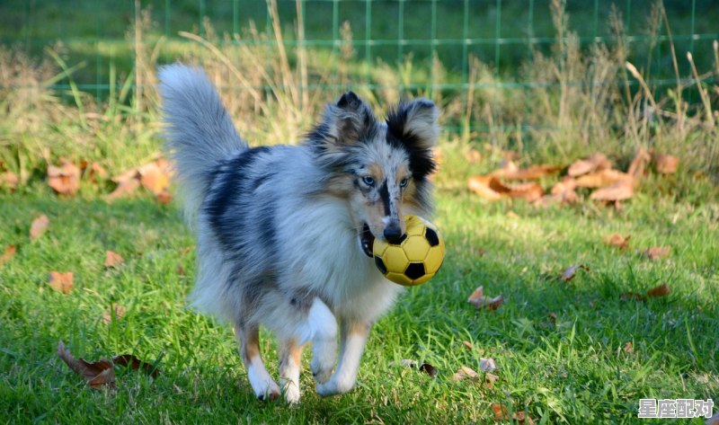 伏天牛下犊注意啥_三伏天怎样饲养牛 伏天牛下犊注意啥_三伏天怎样饲养牛 - 星座运势