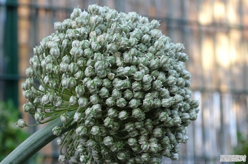 12星座哪几个,科技紫薇星座每日查询 12星座哪几个,科技紫薇星座每日查询 - 星座运势