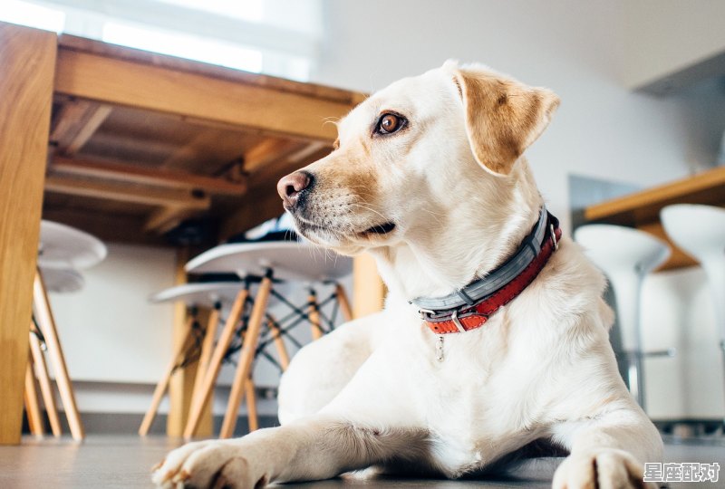 小狗没有名字，求个性点的好听的名字，好听的宠物名字男宝宝 - 星座运势