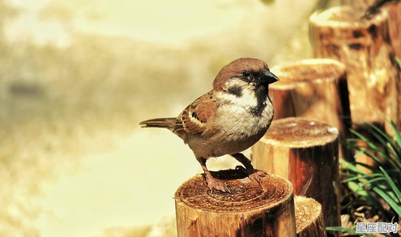 欧亨利的《公主与美洲狮》是什么意思_俄罗斯标志性动物 - 星座运势