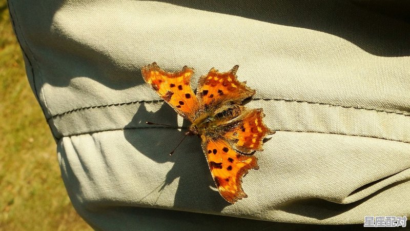斑马虾怎么做_花纹的虾叫什么 斑马虾怎么做_花纹的虾叫什么 - 星座运势