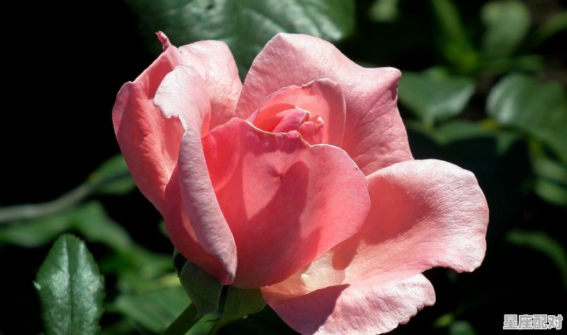 red packet和red envelope的区别，红色文化是民俗嘛英语怎么说 - 星座运势