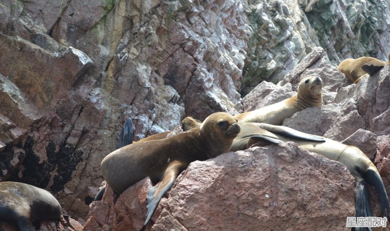 重庆欢乐海底世界的动物名字,水虎宝宝男生名字 重庆欢乐海底世界的动物名字,水虎宝宝男生名字 - 星座运势