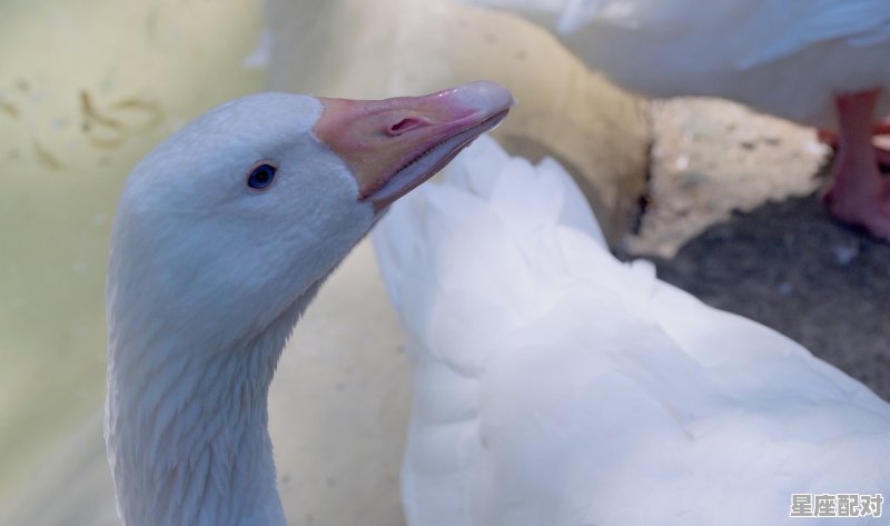有一种长得像鹅似的家禽叫啥，像鹅的男孩名字 - 星座运势