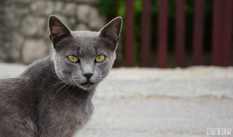 光遇备注名称女生可爱_雪中悍刀行鱼幼薇抱的猫 光遇备注名称女生可爱_雪中悍刀行鱼幼薇抱的猫 - 星座运势