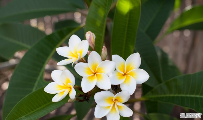 1月9日生日花：月桂花 - 星座运势