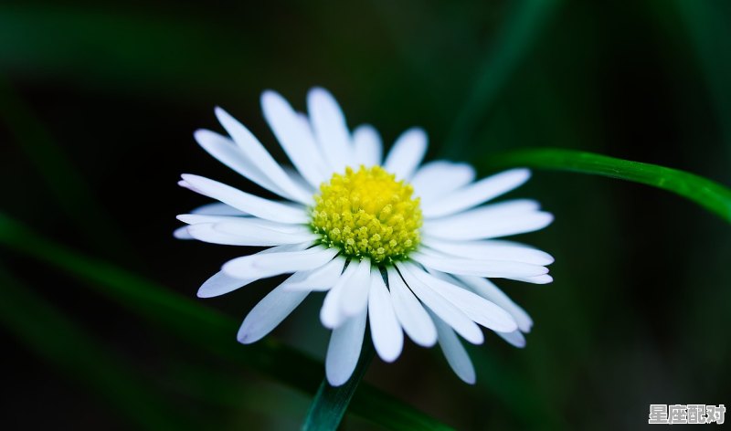 1月2日生日花：野滥缕菊 - 星座运势