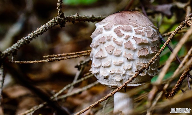 4月7日诞生石：钻石 - 星座运势