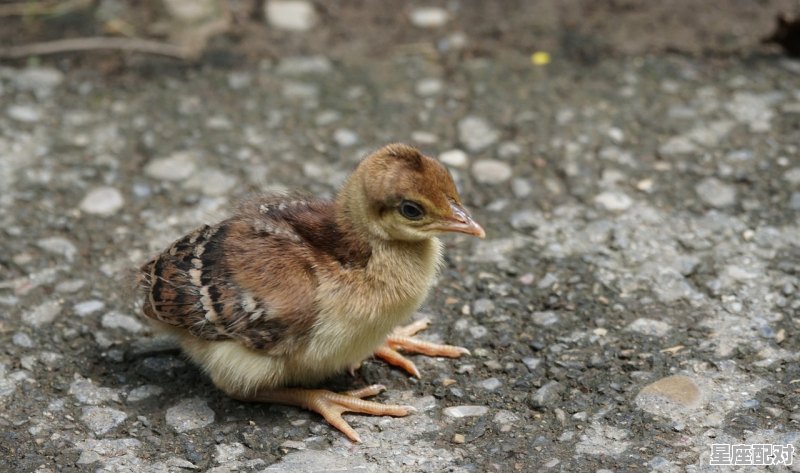 属鸡的和什么属相六合：属龙 - 星座运势