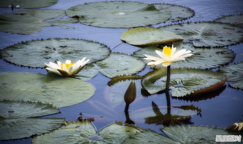 癸水生于酉月 - 星座运势