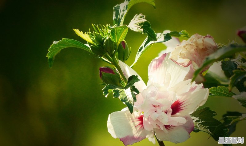 民间桃花的用法和破法 民间桃花的用法和破法 - 星座运势