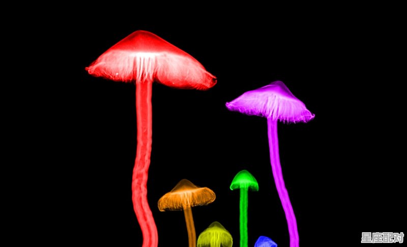 太阳水瓶月亮狮子的性格解析 - 星座运势