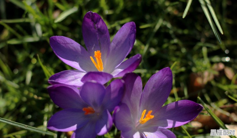 招桃花的方法，如何招桃花？ - 星座运势