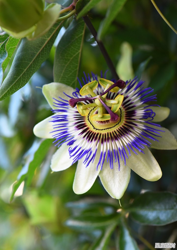 天乙贵人生肖,十二生肖的天乙贵人是谁? 天乙贵人生肖,十二生肖的天乙贵人是谁? - 星座运势