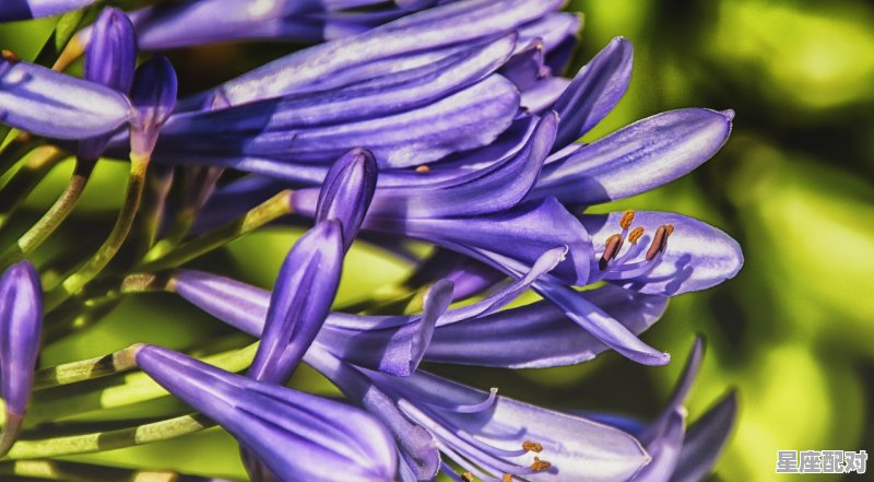 癸水生于巳月 癸水生于巳月 - 星座运势