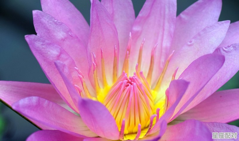 壬水生于未月 - 星座运势