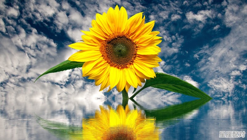 壬水生于巳月 - 星座运势