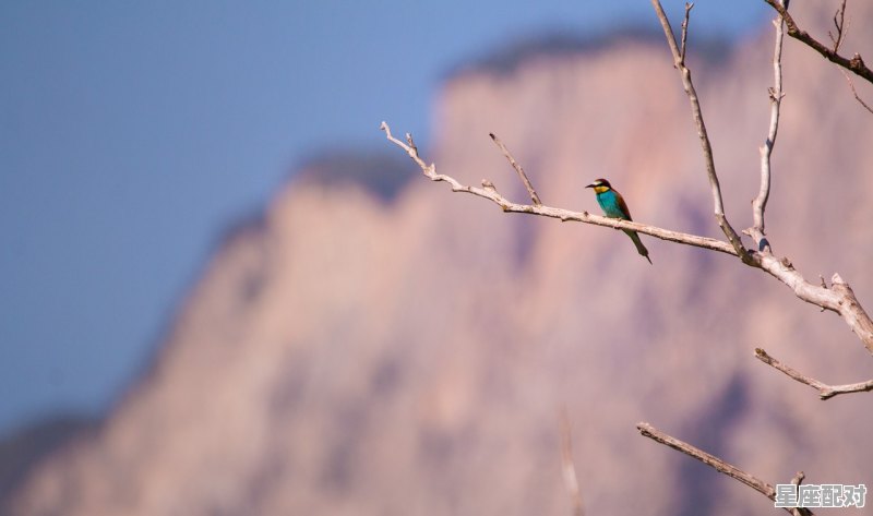 辛金生于巳月 - 星座运势