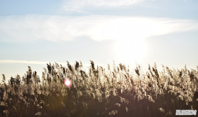 带火字旁有诗意的名字 - 星座运势