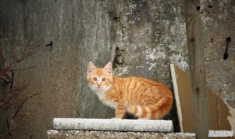 100多个响亮大气的鼠年男宝宝名字大全 - 星座运势