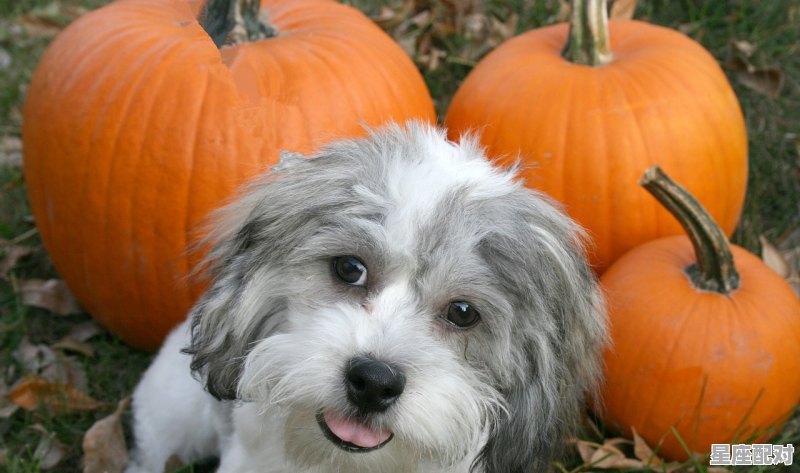 鼠年女孩起名宜用字 - 星座运势