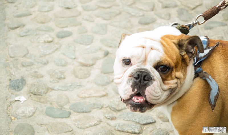 林姓男孩名字大全属鼠 - 星座运势