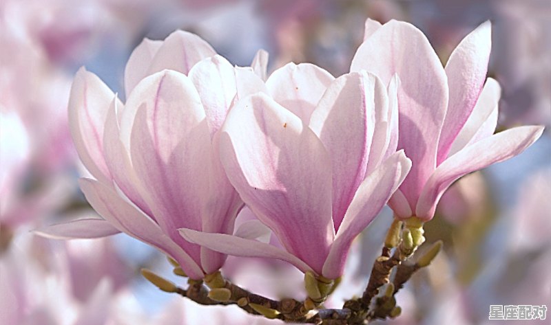 清雅淡然的古代女子名 - 星座运势