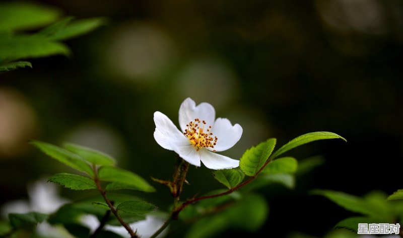 板门上贴门神一个向东一个向西是指什么动物,门神是什么生肖 板门上贴门神一个向东一个向西是指什么动物,门神是什么生肖 - 星座运势