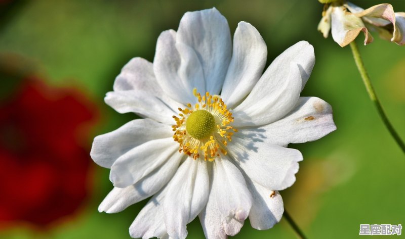 双鱼座容易变心吗？ - 星座运势