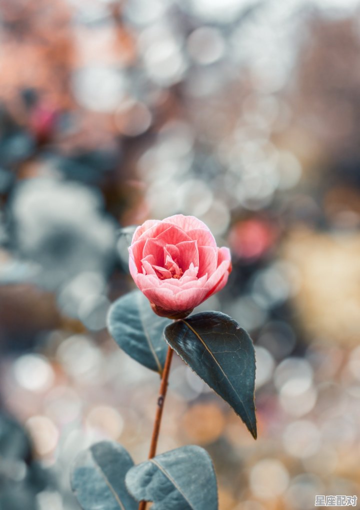 双鱼座粉紫色圣诞节的幸运物 - 星座运势