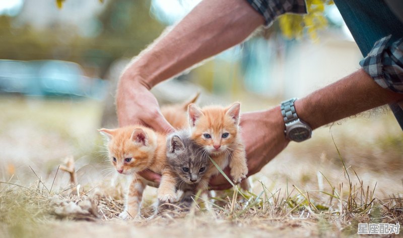 让双鱼座追求者打退堂鼓的小方法 - 星座运势