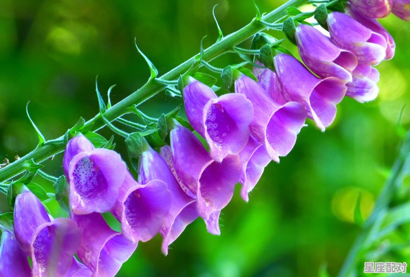 双鱼座老公个性特点 双鱼座老公个性特点 - 星座运势