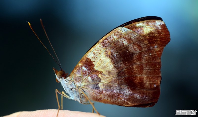 双鱼座打小报告的杀伤力程度 - 星座运势