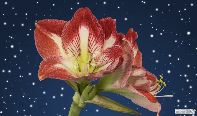 双鱼座的幸运日 双鱼座的幸运日 - 星座运势