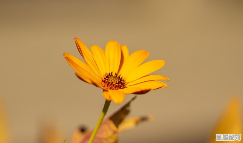 双鱼座女生最管不住哪个星座男生? 双鱼座女生最管不住哪个星座男生? - 星座运势