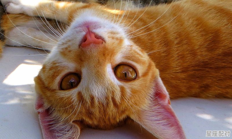 双鱼座厚脸皮的小趣事 双鱼座厚脸皮的小趣事 - 星座运势