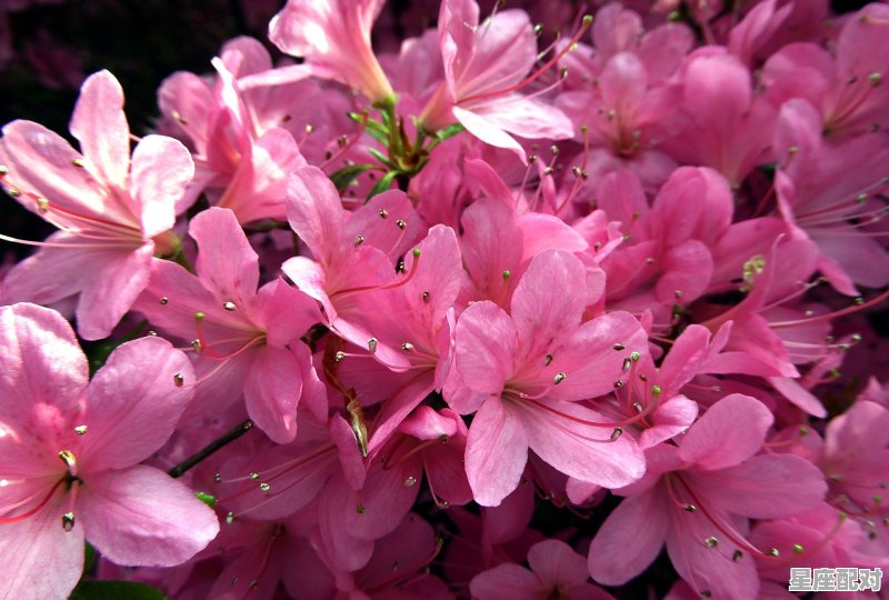 为双鱼座春天开运的装扮 - 星座运势