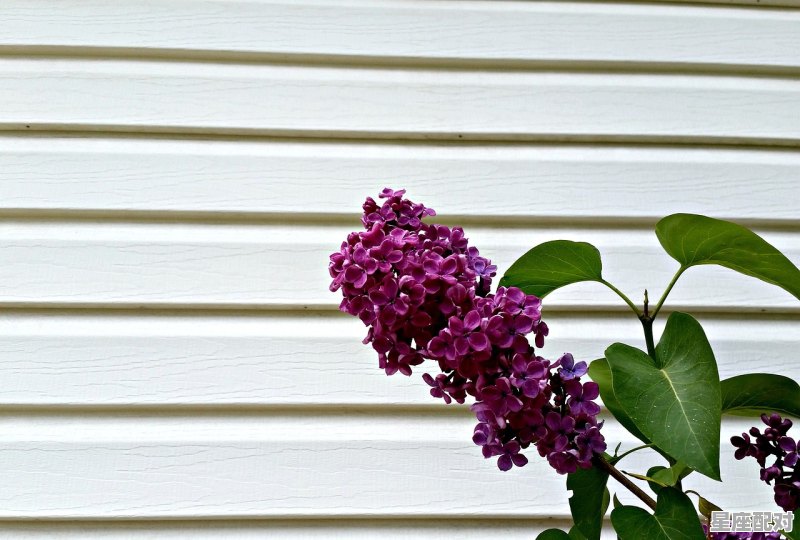 双鱼座的恋爱克星 - 星座运势