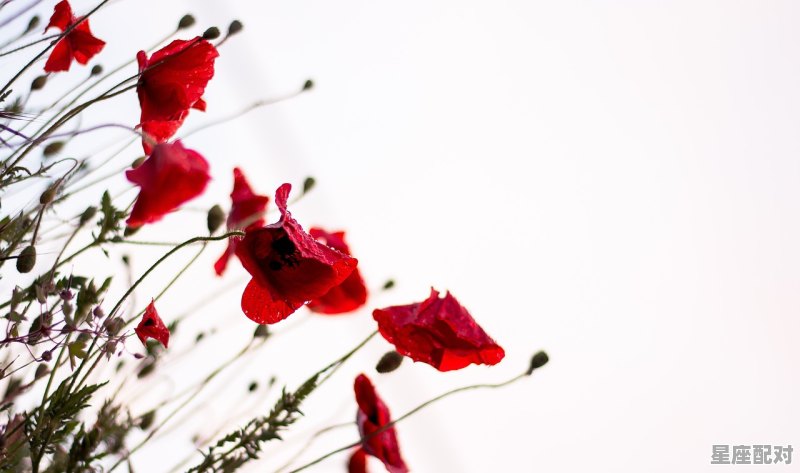 处女座内心在暗恋哪个星座 处女座内心在暗恋哪个星座 - 星座运势