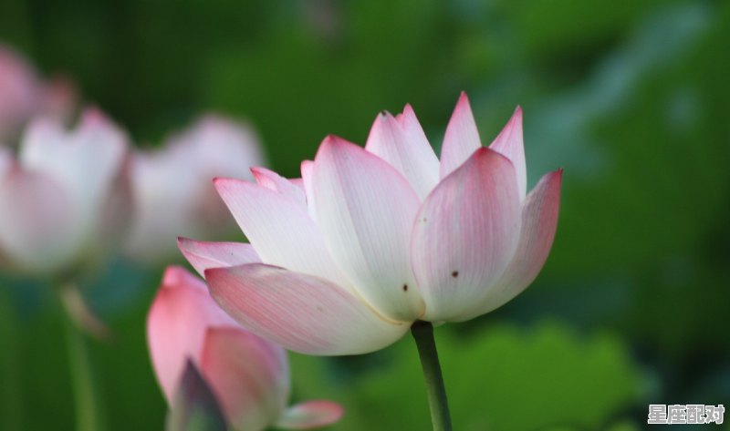 天蝎座内心在暗恋哪个星座 天蝎座内心在暗恋哪个星座 - 星座运势