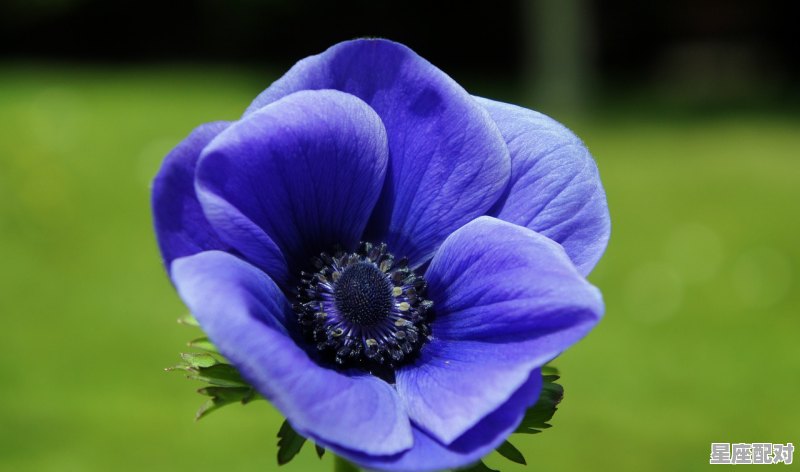 射手座内心在暗恋哪个星座 射手座内心在暗恋哪个星座 - 星座运势