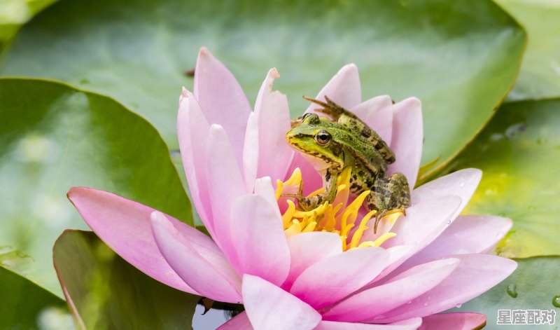 生肖属鼠人合作生财的缘分 生肖属鼠人合作生财的缘分 - 星座运势