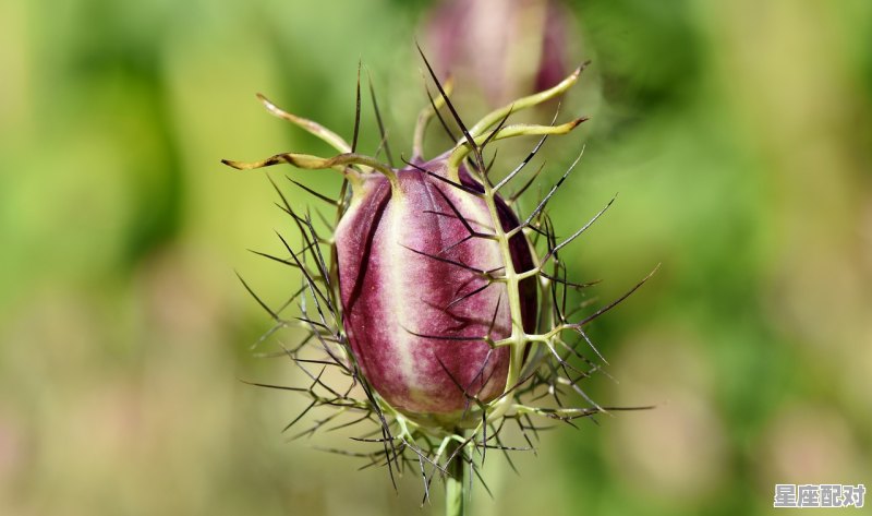 属鼠女人的性格特点 属鼠女人的性格特点 - 星座运势