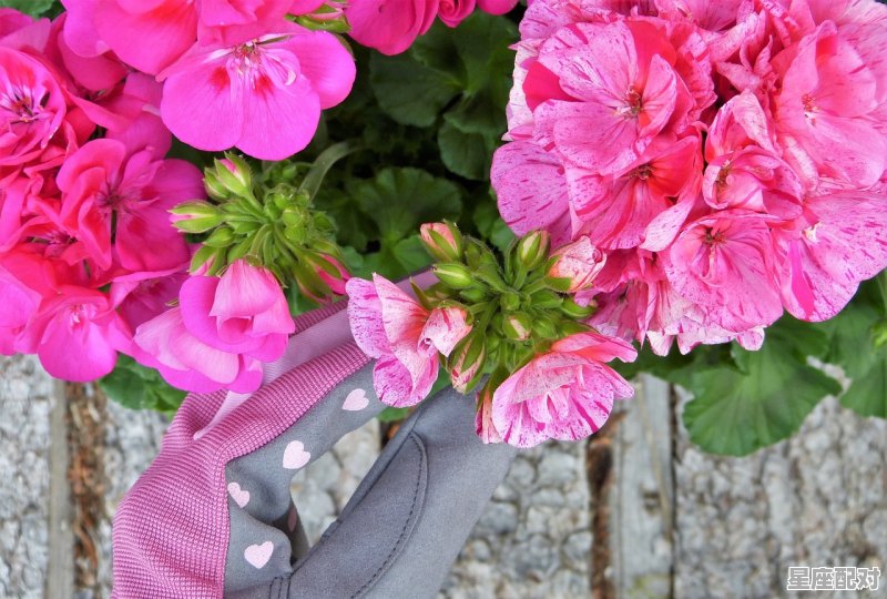 关于生肖鼠的民俗文化 关于生肖鼠的民俗文化 - 星座运势