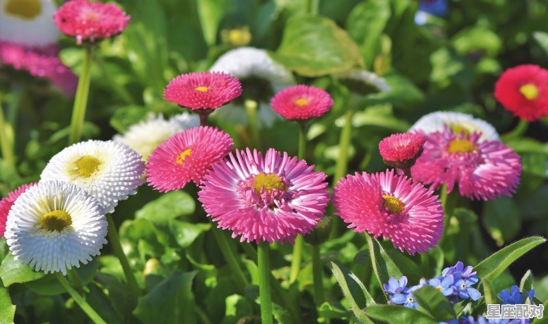 属鼠的今年多大，属鼠的2017年多大 - 星座运势